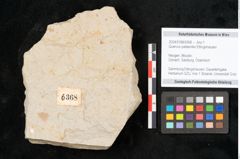 Foto (Objekt + Etikett) von Quercus palaeoilex Ettingshausen (NHMW-GEO-2024-0188-6368)